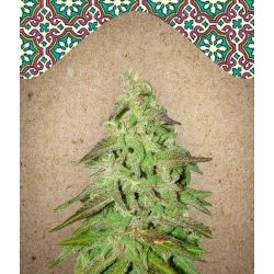 Maroc | Female Seeds