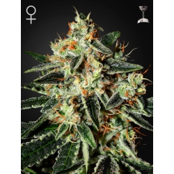 Cheese | Green House Seeds