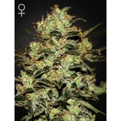 Moby Dick | Green House Seeds