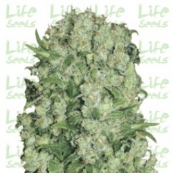 White Russian | Life Seeds