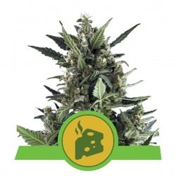 Blue Cheese Automatic | Royal Queen Seeds