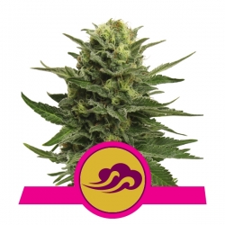 Blue Mystic | Royal Queen Seeds