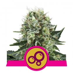 Bubble Kush | Royal Queen Seeds