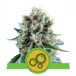 Bubble Kush Automatic | Royal Queen Seeds