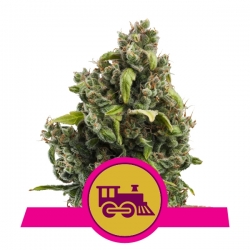 Candy Kush Express | Royal Queen Seeds