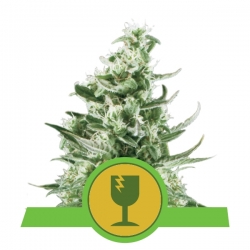 Royal Critical Automatic | Royal Queen Seeds
