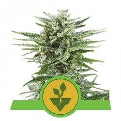 Easy Bud | Royal Queen Seeds