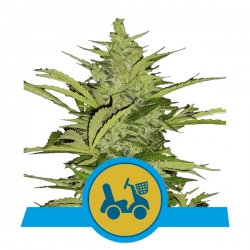 Fast Eddy Automatic CBD | Royal Queen Seeds
