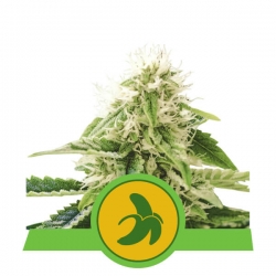 Fat Banana Automatic | Royal Queen Seeds