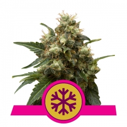 Ice | Royal Queen Seeds