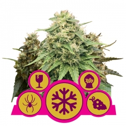 Feminized Mix | Royal Queen Seeds