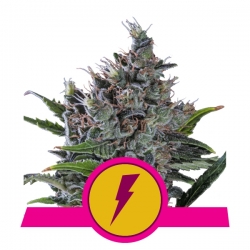 North Thunderfuck | Royal Queen Seeds
