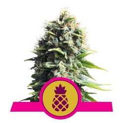 Pineaple Kush | Royal Queen Seeds