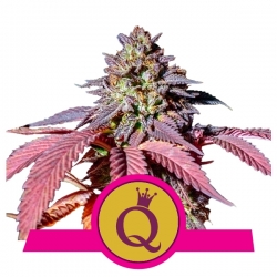 Purple Queen | Royal Queen Seeds