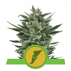 Quick One | Royal Queen Seeds