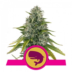 Royal Moby | Royal Queen Seeds