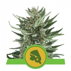 Royal Cheese Automatic | Royal Queen Seeds