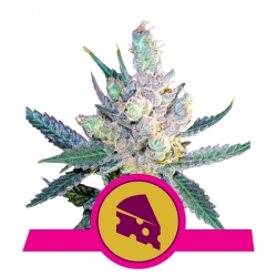 Royal Cheese | Royal Queen Seeds