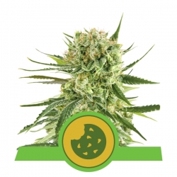 Royal Cookies Automatic | Royal Queen Seeds