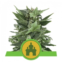Royal Kush Automatic | Royal Queen Seeds