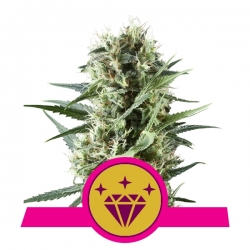 Special Kush 1 | Royal Queen Seeds
