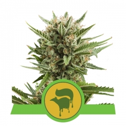 Sweet Skunk Automatic | Royal Queen Seeds
