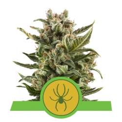 White Widow Automatic | Royal Queen Seeds