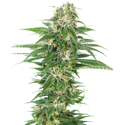 Early Skunk Automatic | Sensi Seeds
